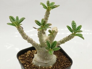 #[W143]gigasgi gas real raw seedling core cease Yamato Transport [ succulent plant Dorstenia dollar stereo nia]