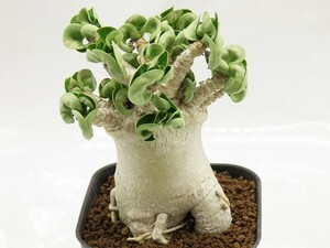 #[W141]arabicumalabi cam ( lion leaf ) real raw seedling Yamato Transport [ succulent plant Adeniumatenium]