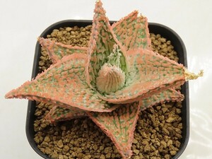 ■[W139]TCT Hybrid　Seedling　3月輸入　ヤマト運輸 【多肉植物　Aloe　アロエ】