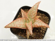 ■[W137]TCT Hybrid　Seedling　3月輸入　ヤマト運輸 【多肉植物　Aloe　アロエ】_画像5