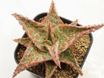 ■[W135]TCT Hybrid　Seedling　3月輸入　ヤマト運輸 【多肉植物　Aloe　アロエ】_画像1