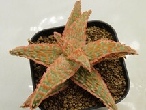 ■[W129]TCT Hybrid　Seedling　3月輸入　ヤマト運輸 【多肉植物　Aloe　アロエ】_画像1