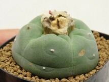 ■[W167]fricii 銀冠玉(綴化実生)　実生苗　正木　ヤマト運輸 【多肉植物　サボテン　Lophophora　ロフォフォラ】_画像3