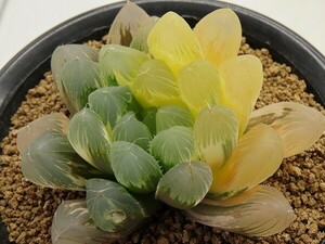 ■[Y092]大型オブツーサ錦(No250)　ヤマト運輸 【多肉植物　Haworthia　ハオルチア　ハオルシア】