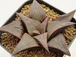 ■[Y089]Basilisk　バジリスク　ヤマト運輸 【多肉植物　Haworthia　ハオルチア　ハオルシア】