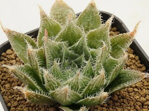 ■[Y085]樹氷　ヤマト運輸 【多肉植物　Haworthia　ハオルチア　ハオルシア】