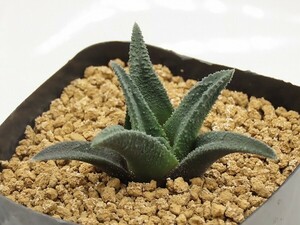 ■[Y080]ソルディダ　実生　未繁殖　ヤマト運輸 【多肉植物　Haworthia　ハオルチア　ハオルシア】