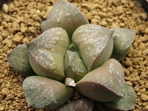 ■[Y071]MTKGM452×孫悟空実生　実生　未繁殖　ヤマト運輸 【多肉植物　Haworthia　ハオルチア　ハオルシア】