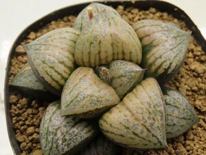 ■[Y069]仮面舞踏会×GM452 IK No2　実生　未繁殖　ヤマト運輸 【多肉植物　Haworthia　ハオルチア　ハオルシア】