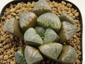 ■[Y064]ウルトラC×WDWB　実生　未繁殖　ヤマト運輸 【多肉植物　Haworthia　ハオルチア　ハオルシア】