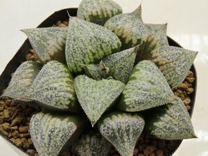 ■[Y061]京の恋×ティファニーS(白)　実生　未繁殖　ヤマト運輸 【多肉植物　Haworthia　ハオルチア　ハオルシア】