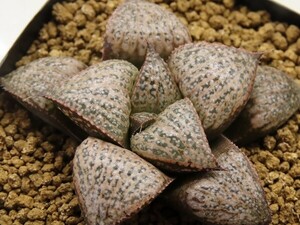 ■[Y055]Toffee hyb×GM452-TM　実生　未繁殖　ヤマト運輸 【多肉植物　Haworthia　ハオルチア　ハオルシア】