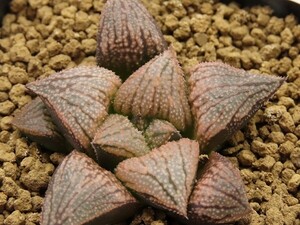 ■[Y053]特WDW白百合×四月(特)白銀　実生　未繁殖　ヤマト運輸 【多肉植物　Haworthia　ハオルチア　ハオルシア】