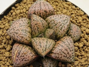 ■[Y057]NGOピクタ×OZ大型　実生　未繁殖　ヤマト運輸 【多肉植物　Haworthia　ハオルチア　ハオルシア】