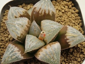 ■[Y052]夕焼けバディア×チェリーブロッサム　実生　未繁殖　ヤマト運輸 【多肉植物　Haworthia　ハオルチア　ハオルシア】