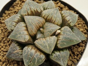 ■[Y048]ジパング×ミロン　実生　未繁殖　ヤマト運輸 【多肉植物　Haworthia　ハオルチア　ハオルシア】