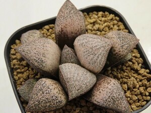 ■[Y100]GM452_I×スーパーギャラクシー実生(小)　実生　未繁殖　ヤマト運輸 【多肉植物　Haworthia　ハオルチア　ハオルシア】