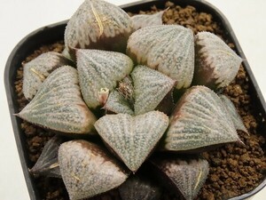 ■[Y097]ブーメランBig×氷の世界　実生　未繁殖　ヤマト運輸 【多肉植物　Haworthia　ハオルチア　ハオルシア】