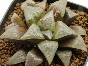 ■[Y096]特WDW白百合×Very rough　実生　未繁殖　ヤマト運輸 【多肉植物　Haworthia　ハオルチア　ハオルシア】