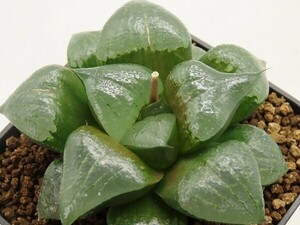 ■[Y082]阿寒湖　ヤマト運輸 【多肉植物　Haworthia　ハオルチア　ハオルシア】