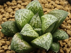 ■[Y038]Green Wolf　グリーンウルフ　ヤマト運輸 【多肉植物　Haworthia　ハオルチア　ハオルシア】