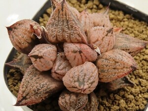 ■[Y036]Michelle mutant　ミシェルミュータント　ヤマト運輸 【多肉植物　Haworthia　ハオルチア　ハオルシア】