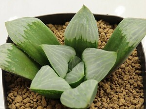 ■[Y033]水晶白夜No1　ヤマト運輸 【多肉植物　Haworthia　ハオルチア　ハオルシア】