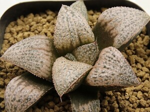 ■[Y023]OHSミラクル(220704)　SCオリジナル　ヤマト運輸 【多肉植物　Haworthia　ハオルチア　ハオルシア】