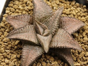 ■[Y016]シルバータランチュラ　ヤマト運輸 【多肉植物　Haworthia　ハオルチア　ハオルシア】