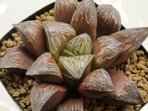 ■[Y014]Peony　ペオニー　ヤマト運輸 【多肉植物　Haworthia　ハオルチア　ハオルシア】_画像1