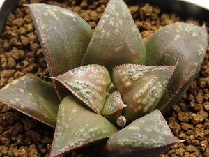 ■[Y004]BS×HA　ヤマト運輸 【多肉植物　Haworthia　ハオルチア　ハオルシア】