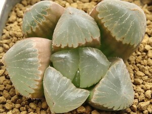 ■[Y010]ジェリーフィッシュ　ヤマト運輸 【多肉植物　Haworthia　ハオルチア　ハオルシア】