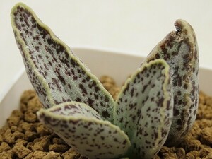 ■[Y185]marianae Clanwilliam#1　クランウィリアム#1　ヤマト運輸 【多肉植物　Adromischus アドロミスクス】