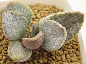 ■[Y184]hyb schuldtianus×herrei　ヤマト運輸 【多肉植物　Adromischus アドロミスクス】