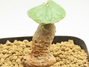 ■[Y169]barnimiana var. telekii　テレキー　去年輸入　ヤマト運輸 【多肉植物　Dorstenia　ドルステニア】