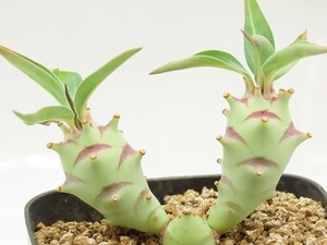 ■[Y168]longetuberculosa　ロンギツベルクローサ　実生苗　ヤマト運輸 【多肉植物　Euphorbia ユーフォルビア】