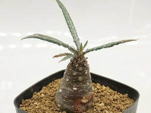 ■[Y171]lancifolia　ランキフォリア　実生苗　ヤマト運輸 【多肉植物　Dorstenia　ドルステニア】