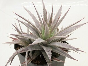 ■[Y131]hebdingii　ヘブディンギー　海外種子　カキコ　ヤマト運輸 【多肉植物　Dyckia　ディッキア】