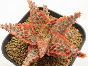 ■[Y123]TCT Hybrid　Seedling　3月輸入　ヤマト運輸 【多肉植物　Aloe　アロエ】