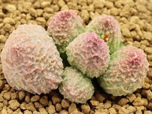 ■[Y181]herrei green ball　グリーンボール　ヤマト運輸 【多肉植物　Adromischus アドロミスクス】