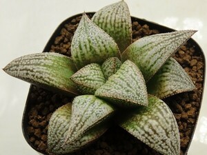 ■[W073]NSピクタ×春風S特　実生　未繁殖　ヤマト運輸 【多肉植物　Haworthia　ハオルチア　ハオルシア】