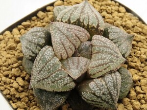 ■[W064]雲彩×如水　実生　未繁殖　ヤマト運輸 【多肉植物　Haworthia　ハオルチア　ハオルシア】