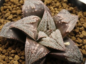 ■[W057]ブーメランBig×クイーンウィスパー　実生　未繁殖　ヤマト運輸 【多肉植物　Haworthia　ハオルチア　ハオルシア】