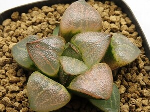 ■[W055]レッドクリフ実生×春風実生　実生　未繁殖　ヤマト運輸 【多肉植物　Haworthia　ハオルチア　ハオルシア】