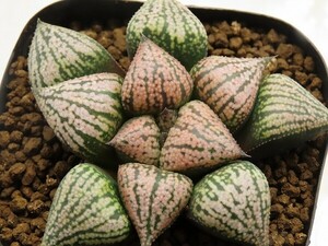 ■[W054]愛宕×前人未踏　実生　未繁殖　ヤマト運輸 【多肉植物　Haworthia　ハオルチア　ハオルシア】