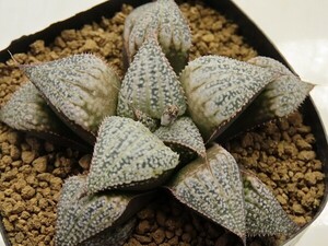 ■[W047]Super Galaxy(S-1)×GM452 SPK-1　実生　未繁殖　ヤマト運輸 【多肉植物　Haworthia　ハオルチア　ハオルシア】