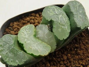 ■[W037]道長　ヤマト運輸 【多肉植物　Haworthia　ハオルチア　ハオルシア】