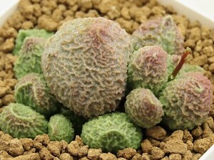 ■[W171]herrei　green ball　グリーンボール　ヤマト運輸 【多肉植物　Adromischus アドロミスクス】