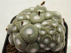 #[W165]liliputana pine . sphere connection ... pcs attaching Yamato Transport [ succulent plant cactus Blossfeldia Bros fe Rudy a]