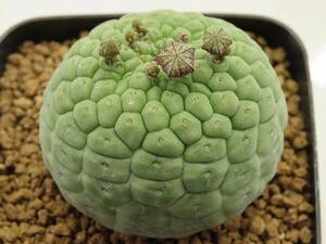 #[W149]cactiformis. head sphere real raw seedling Yamato Transport [ succulent plant Larryleachialali rare Kia ]
